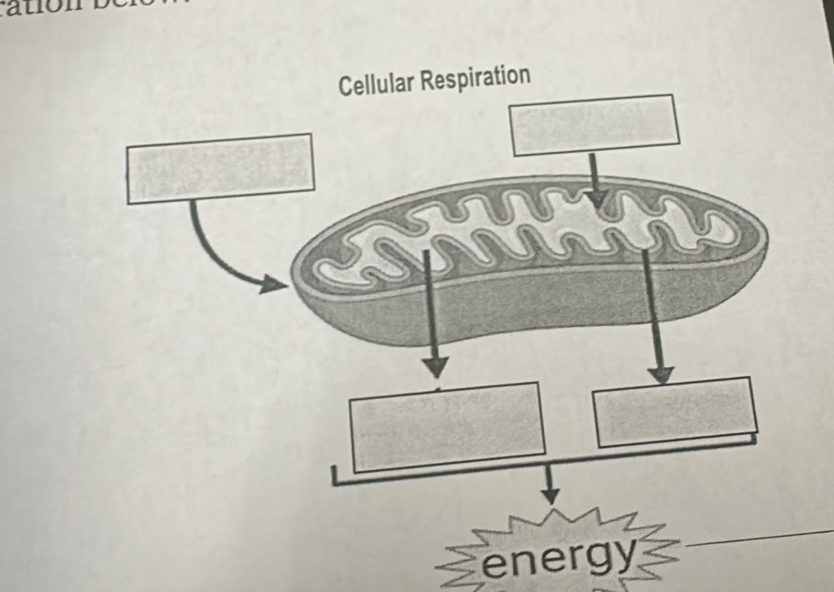 ation 
energy