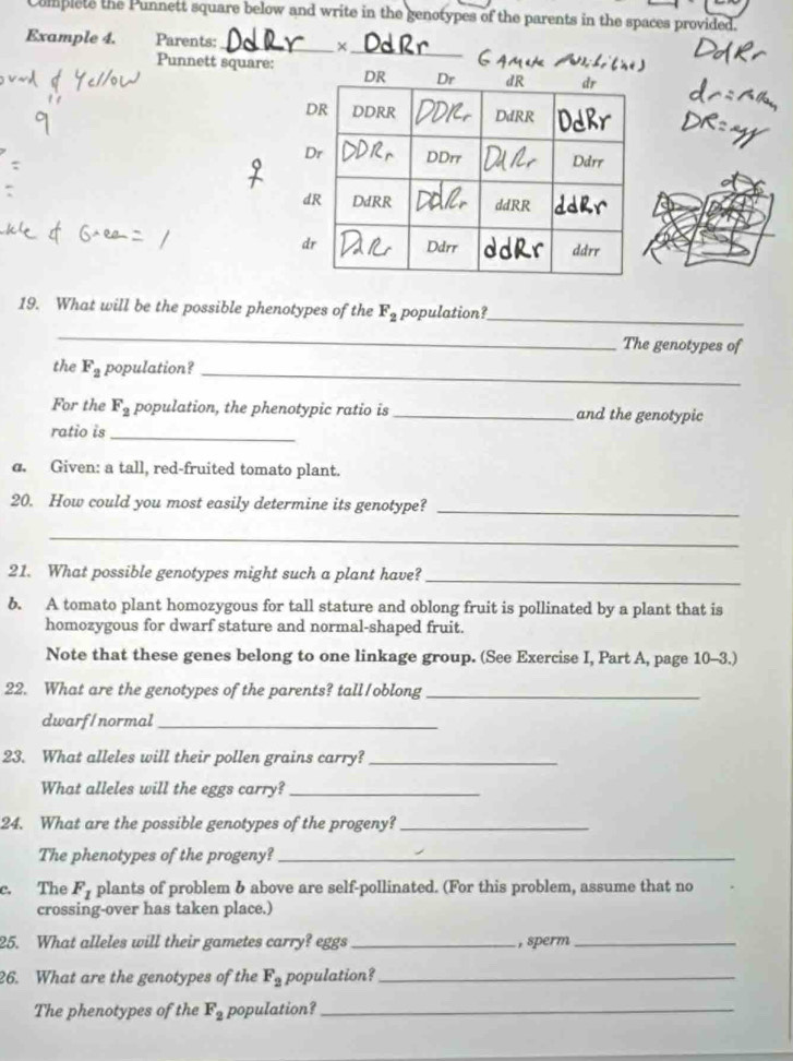 Complete the Punnett square below and write in the genotypes of the parents in the spaces provided. 
Example 4. Parents: _+ 
Punnett square: 
_ 
19. What will be the possible phenotypes of the F_2 population? 
_ 
_ 
The genotypes of 
the F_2 population?_ 
For the F_2 population, the phenotypic ratio is_ and the genotypic 
ratio is_ 
d. Given: a tall, red-fruited tomato plant. 
20. How could you most easily determine its genotype?_ 
_ 
21. What possible genotypes might such a plant have?_ 
6. A tomato plant homozygous for tall stature and oblong fruit is pollinated by a plant that is 
homozygous for dwarf stature and normal-shaped fruit. 
Note that these genes belong to one linkage group. (See Exercise I, Part A, page 10-3.) 
22. What are the genotypes of the parents? tall/oblong_ 
dwarf/normal_ 
23. What alleles will their pollen grains carry?_ 
What alleles will the eggs carry?_ 
24. What are the possible genotypes of the progeny?_ 
The phenotypes of the progeny?_ 
c. The F_1 plants of problem & above are self-pollinated. (For this problem, assume that no 
crossing-over has taken place.) 
25. What alleles will their gametes carry? eggs_ , sperm_ 
26. What are the genotypes of the F_2 population?_ 
The phenotypes of the F_2 population?_