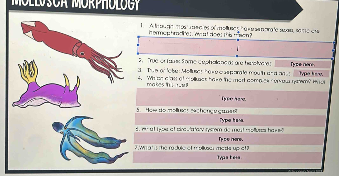 MOLLOSCA MORPHOLOGY 
1. Although most species of molluscs have separate sexes, some are 
hermaphrodites. What does this mean? 
2. True or false: Some cephalopods are herbivores. Type here. 
3. True or false: Molluscs have a separate mouth and anus. Type here. 
4. Which class of molluscs have the most complex nervous system? What 
makes this true? 
Type here. 
5. How do molluscs exchange gasses? 
Type here. 
6. What type of circulatory system do most molluscs have? 
Type here. 
7.What is the radula of molluscs made up of? 
Type here.