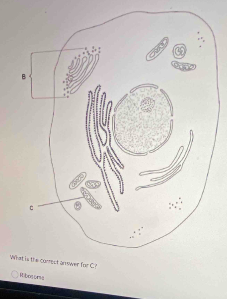 Ribosome