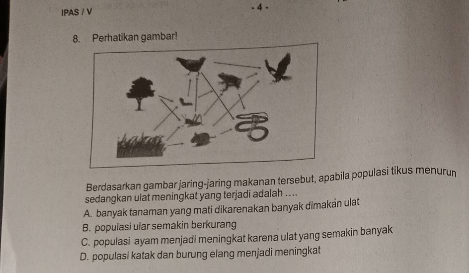 IPAS / V
- 4 -
8. Perhatikan gambar!
Berdasarkan gambar jaring-jaring makanan tersebut, apabila populasi tikus menurum
sedangkan ulat meningkat yang terjadi adalah ....
A. banyak tanaman yang mati dikarenakan banyak dimakan ulat
B. populasi ular semakin berkurang
C. populasi ayam menjadi meningkat karena ulat yang semakin banyak
D. populasi katak dan burung elang menjadi meningkat