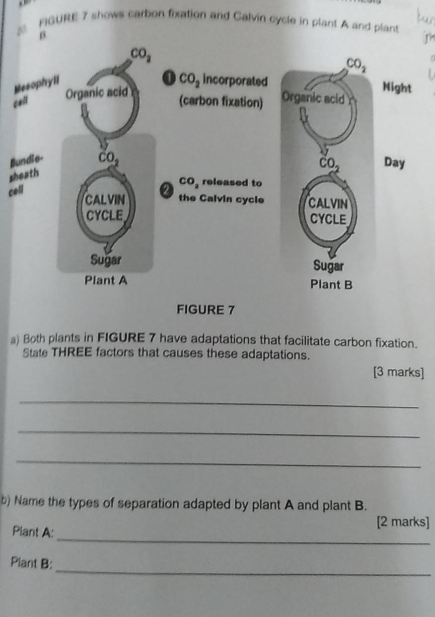 FIGURE 7 shows carbon fixation and Calvin cycle in plant A and plant
β
c
B
s
ce
FIGURE 7
a) Both plants in FIGURE 7 have adaptations that facilitate carbon fixation.
State THREE factors that causes these adaptations.
[3 marks]
_
_
_
b) Name the types of separation adapted by plant A and plant B.
[2 marks]
_
Plant A:
_
Plant B: