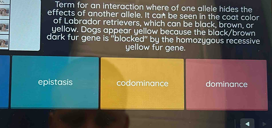 Term for an interaction where of one allele hides the
effects of another allele. It can be seen in the coat color
of Labrador retrievers, which can be black, brown, or
yellow. Dogs appear yellow because the black/brown
dark fur gene is "blocked" by the homozygous recessive
yellow fur gene.
epistasis codominance dominance