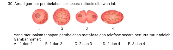 Amati gambar pembelahan sel secara mitosis dibawah ini:
1 2 3 4
Yang merupakan tahapan pembelahan metafase dan telofase secara berturut-turut adalah
Gambar nomer:
A. 1 dan 2 B. 1 dan 3 C. 2 dan 3 D. 2 dan 4 E. 3 dan 4