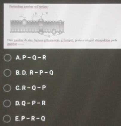 Perhatikan gambar sel berikut!
Dari gambar di atas, lapisan glikoprotein, glikolipid, protein integral ditunjukkan pada
gambar_
A. P-Q-R
B. D. R-P-Q
C. R-Q-P
D. Q-P-R
E. P-R-Q