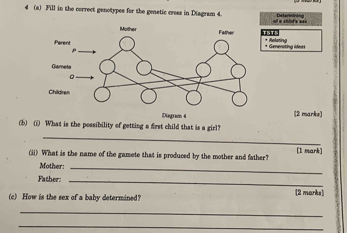 4 (a) Fill in the correct genotypes for the genetic cross in Diagram 4. Determining 
of a child's sex 
STS 
Relating 
Generating ideas 
[2 marks] 
(b) (i) What is the possibility of getting a first child that is a girl? 
_ 
[1 mark] 
(ii) What is the name of the gamete that is produced by the mother and father? 
Mother:_ 
Father:_ 
[2 marks] 
(c) How is the sex of a baby determined? 
_ 
_