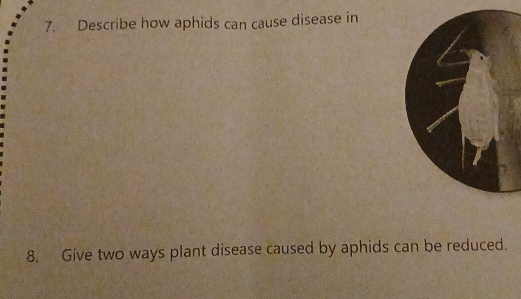 Describe how aphids can cause disease in 
8. Give two ways plant disease caused by aphids can be reduced.