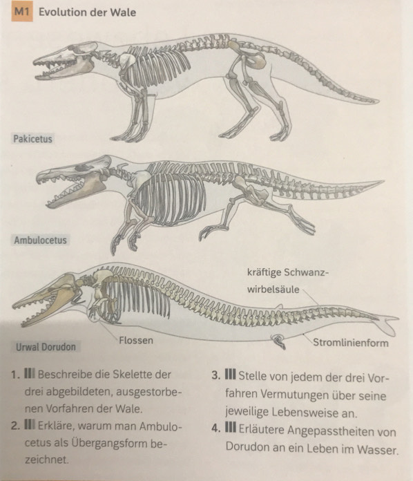 M1 Evolution der Wale 
P 
A 
U 
1. € Beschreibe die Skelette der 3. € Stelle von jedem der drei Vor- 
drei abgebildeten, ausgestorbe- fahren Vermutungen über seine 
nen Vorfahren der Wale. jeweilige Lebensweise an. 
2. € Erkläre, warum man Ambulo- 4. I Erläutere Angepasstheiten von 
cetus als Übergangsform be- Dorudon an ein Leben im Wasser. 
zeichnet.