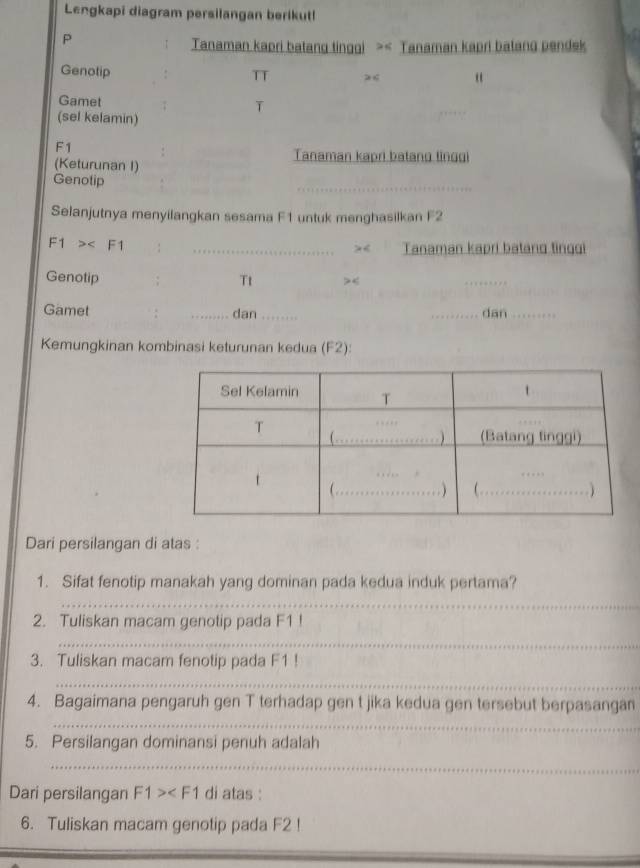 Lengkapi diagram persilangan berikut!
P
Tanaman kapri batang tinggi >< Tanaman kapri balang pendek 
Genotip TT  26 " 
Gamet T 
(sel kelamin)
F1
Tanaman kapri batang linggi 
(Keturunan I) 
_ 
Genotip 
Selanjutnya menyilangkan sesama F1 untuk menghasilkan F2
F1> : _> < Tanaman kapri batang tinggi 
Genotip ;  Tt < 
_ 
Gamet _dan __dan_ 
Kemungkinan kombinasi keturunan kedua F2): 
Dari persilangan di atas : 
1. Sifat fenotip manakah yang dominan pada kedua induk pertama? 
_ 
2. Tuliskan macam genotip pada F1! 
_ 
3. Tuliskan macam fenotip pada F1! 
_ 
4. Bagaimana pengaruh gen T terhadap gen t jika kedua gen tersebut berpasangan 
_ 
5. Persilangan dominansi penuh adalah 
_ 
Dari persilangan F1> di atas : 
6. Tuliskan macam genotip pada F2!