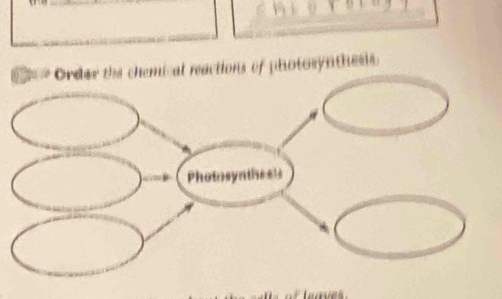 the chemical reactions of photosynthesis.