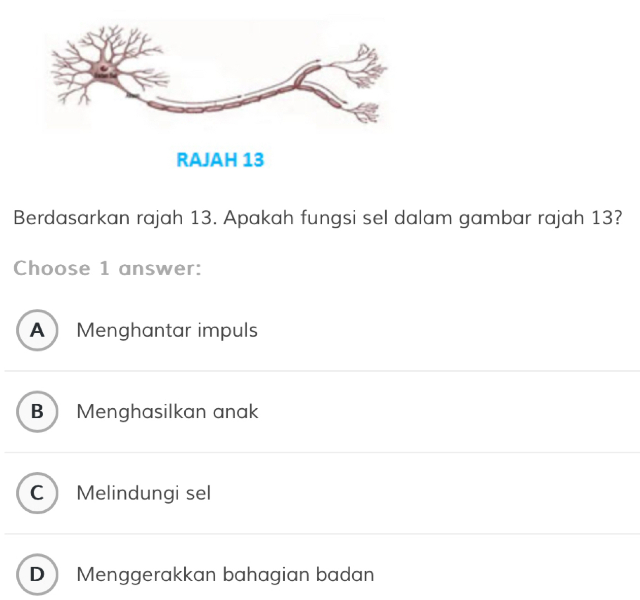 Berdasarkan rajah 13. Apakah fungsi sel dalam gambar rajah 13?
Choose 1 answer:
A Menghantar impuls
B  Menghasilkan anak
C Melindungi sel
D Menggerakkan bahagian badan