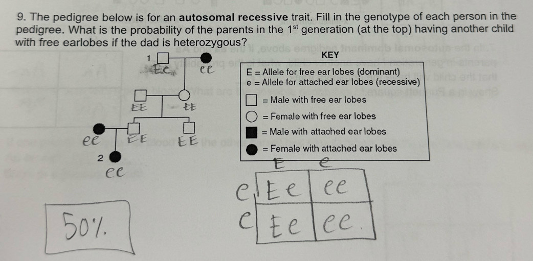 The pedigree below is for an autosomal recessive trait. Fill in the genotype of each person in the
pedigree. What is the probability of the parents in the generation (at the top) having another child 1^(st)
with free earlobes if the dad is heterozygous?
KEY
E= Allele for free ear lobes (dominant)
e= Allele for attached ear lobes (recessive)
= Male with free ear lobes
= Female with free ear lobes
= Male with attached ear lobes
= Female with attached ear lobes