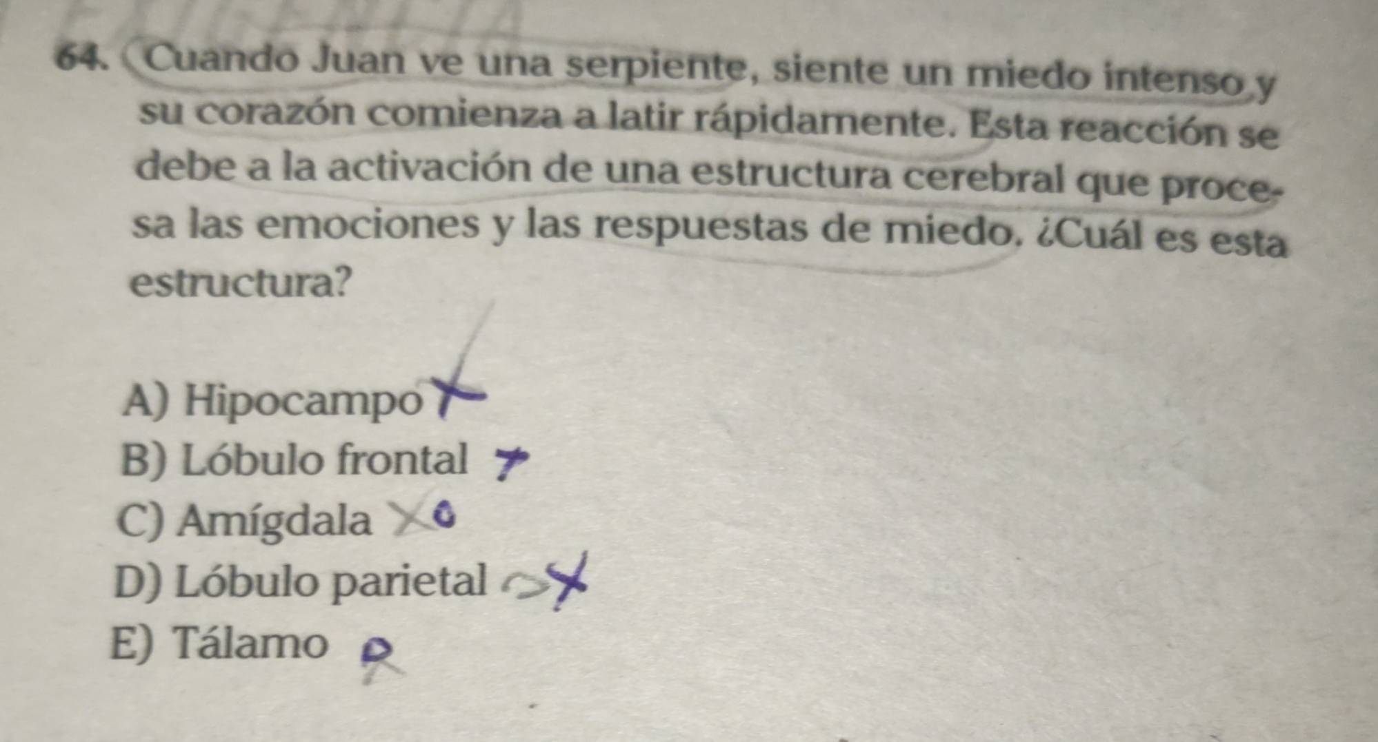 Cuando Juan ve una serpiente, siente un miedo intenso y
su corazón comienza a latir rápidamente. Esta reacción se
debe a la activación de una estructura cerebral que proce.
sa las emociones y las respuestas de miedo. ¿Cuál es esta
estructura?
A) Hipocampo
B) Lóbulo frontal
C) Amígdala a
D) Lóbulo parietal
E) Tálamo