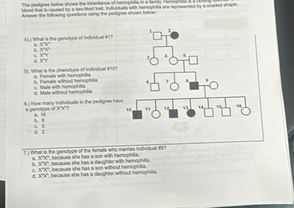 The pedigree below shows the inheritance of hemophilia in a family. Hemophilia is a cotting ut
blood that is caused by a sex-liked trait, Individuals with hemophilia are represented by a shaded shape.
Answer the following questions using the pedigree shown below:
4).) What is the genotype of individual #1?
8. X'X''
D. X'X'
C X°Y
d. X°Y
5). What is the phenotype of individual #10?
a. Female with hemophilia
b. Female without hemophilia
c. Male with hemophilia
d. Male without hemophilia
6.) How many individuals in the pedigree hav
a genotype of X°X°?
a. 16
b. 8
c. 5
d.  2
7.) What is the genotype of the female who marries individual #8?
8. X'X'' , because she has a son with hemophilia.
b X'X' , because she has a daughter with hemophilia.
C. X'X' , because she has a son without hemophilia.
d. X'X' ', because she has a daughter without hemophilia.