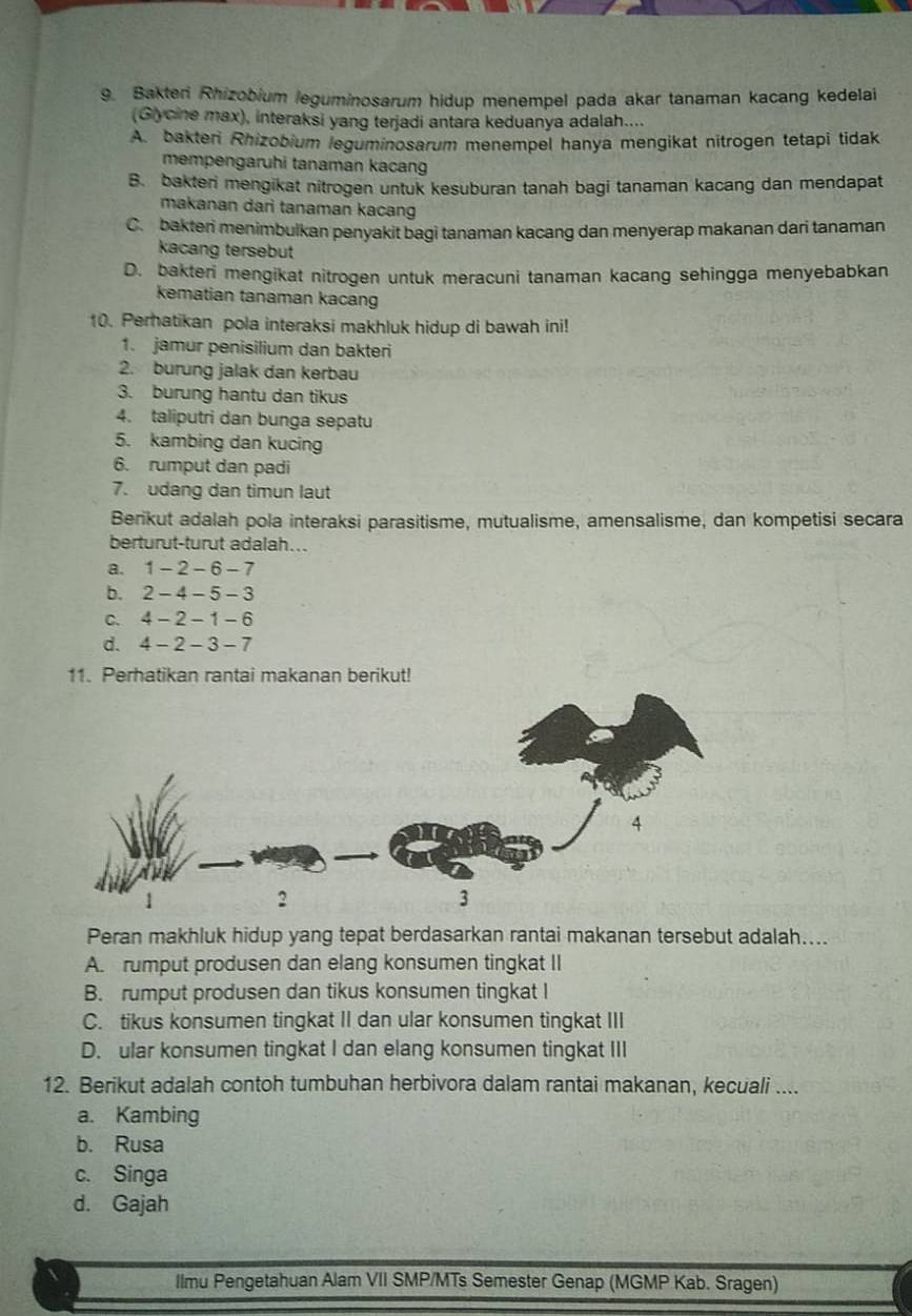 Bakteri Rhizobium leguminosarum hidup menempel pada akar tanaman kacang kedelai
(Glycine max), interaksi yang terjadi antara keduanya adalah....
A. bakteri Rhizobium leguminosarum menempel hanya mengikat nitrogen tetapi tidak
mempengaruhi tanaman kacang
B. bakteri mengikat nitrogen untuk kesuburan tanah bagi tanaman kacang dan mendapat
makanan dari tanaman kacang
C. bakteri menimbulkan penyakit bagi tanaman kacang dan menyerap makanan dari tanaman
kacang tersebut
D. bakteri mengikat nitrogen untuk meracuni tanaman kacang sehingga menyebabkan
kematian tanaman kacan
10. Perhatikan pola interaksi makhluk hidup di bawah ini!
1. jamur penisilium dan bakteri
2. burung jalak dan kerbau
3. burung hantu dan tikus
4. taliputri dan bunga sepatu
5. kambing dan kucing
6. rumput dan padi
7. udang dan timun laut
Benikut adalah pola interaksi parasitisme, mutualisme, amensalisme, dan kompetisi secara
berturut-turut adalah...
a. 1-2-6-7
b. 2-4-5-3
C. 4-2-1-6
d. 4-2-3-7
11. Perhatikan rantai makanan berikut!
Peran makhluk hidup yang tepat berdasarkan rantai makanan tersebut adalah....
A. rumput produsen dan elang konsumen tingkat II
B. rumput produsen dan tikus konsumen tingkat I
C. tikus konsumen tingkat II dan ular konsumen tingkat III
D. ular konsumen tingkat I dan elang konsumen tingkat III
12. Berikut adalah contoh tumbuhan herbivora dalam rantai makanan, kecuali ....
a. Kambing
b. Rusa
c. Singa
d. Gajah
Ilmu Pengetahuan Alam VII SMP/MTs Semester Genap (MGMP Kab. Sragen)