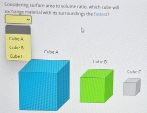 Considering surface area to volume ratio, which cube will
exchange material with its surroundings the fastest?
Cube A
Cube B Cube A
Cube C
Cube B
Cube C