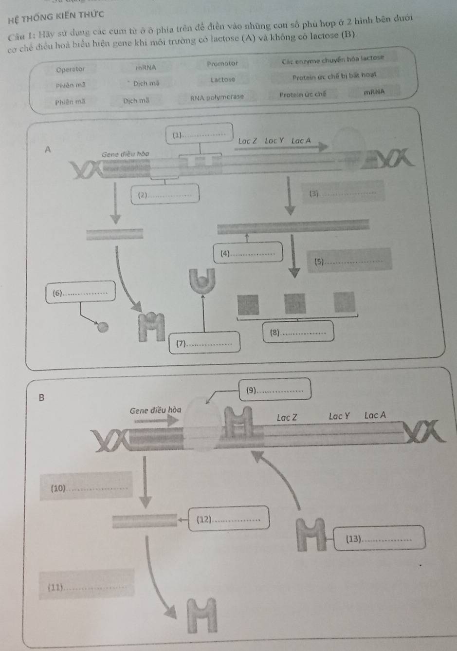 hệ thốnG KIến thức 
Câu 1: Hãy sử dụng các cụm từ ở ô phía trên để điễn vào những con số phù hợp ở 2 hình bên dưới 
cơ chế điều hoà biểu hiện gene khi môi trường có lactose (A) và không có lactose (B). 
Operstor Các enzyme chuyển hóa lactose 
mRNA Promator 
Phiên m3 Dịch mã Lactose Protein ức chế bị bất hoạt 
Phiên mã Dịch mã RNA polymerase Protein ức chế mRNA