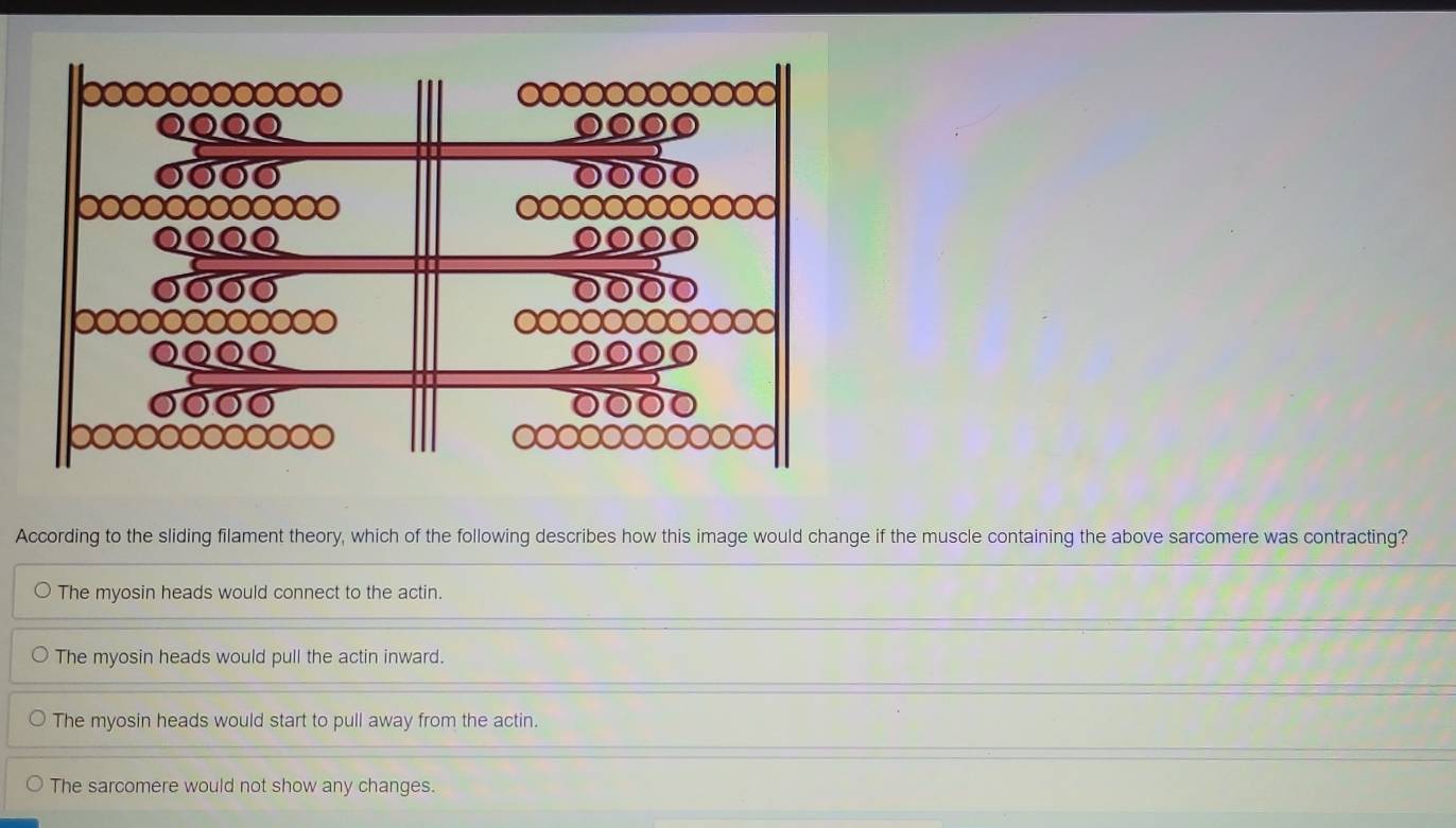 Solved: According to the sliding filament theory, which of the ...