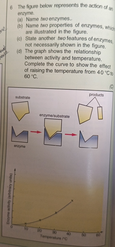 The figure below represents the action of an 
enzyme. 
(a) Name two enzymes... 
(b) Name two properties of enzymes, which 
are illustrated in the figure. 
(c) State another two features of enzymes. 
not necessarily shown in the figure. 
(d) The graph shows the relationship 
between activity and temperature. 
Complete the curve to show the effect 
of raising the temperature from 40°C to
60°C. 
C) 
r
0 10 20 30 40 50 60
Temperature PC