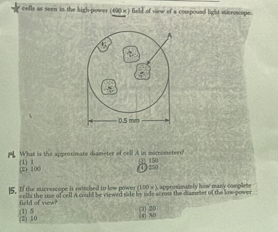 cells as seen in the high-power (400×) field of view of a compound light microscope.
What is the approximate diameter of cell A in micrometers?
(1) 1 (3) 150
(2) 100 4) 250
15. If the microscope is switched to low power (1 100 + = , approximately how many complete
cells the size of cell A could be viewed side by side across the diameter of the low-power
field of view?
(1) 5 (3) 20
(2) 10 (4) 80