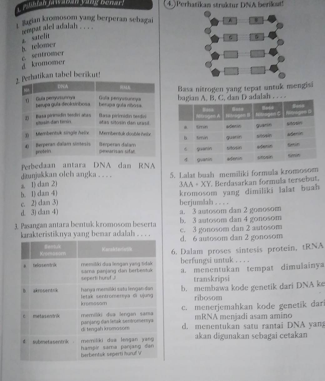 A Pilthlah jawaban yung Denari 4.) Perhatikan struktur DNA berikut!
1. Bagian kromosom yang berperan sebagai 
tempat alel adalah . . . .
a. satelit
b. telomer
e. sentromer
d. kromomer
hatikan tabel berikut!
Basa nitrogen yang tepat untuk mengisi
D adalah . . . .
Perbedaan antara DNA dan RNA
ditunjukkan olch angka . . . .
5. Lalat buah memiliki formula kromosom
a. 1) dan 2)
b. 1) dan 4) 3AA + XY. Berdasarkan formula tersebut,
c. 2) dan 3) kromosom yang dimiliki lalat buah
berjumlah . . . .
d. 3) dan 4) a. 3 autosom dan 2 gonosom
3. Pasangan antara bentuk kromosom beserta b. 3 autosom dan 4 gonosom
karakteristiknya yang benar adalah . . . . c. 3 gonosom dan 2 autosom
d. 6 autosom dan 2 gonosom
6. Dalam proses sintesis protein, tRNA
berfungsi untuk . . . .
a. menentukan tempat dimulainya
transkripsi
b. membawa kode genetik dari DNA ke
ribosom
c. menerjemahkan kode genetik dari
mRNA menjadi asam amino
d. menentukan satu rantai DNA yang
akan digunakan sebagai cetakan