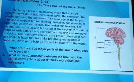 Nework Number 2-14 
The Three Parts of the Human Brain 
The human brain is an amazing organ that controls 
everything we do. It has three main parts: the cerebrum, the 
cerebellum, and the brainstem. The cerebrum is the largest 
part and is responsible for thinking, learning, and memory. It CENTRAl NErvoUS SYSTEM 
also helps us with our senses, like seeing and hearing. The C 
cerebellum is smaller and is located at the back of the brain. It 
helps us with balance and coordination, making sure we move 
smoothly. The brainstem connects the brain to the spinal cord : 
and controls basic functions like breathing and heartbeat. 
Together, these parts help us live and interact with the world. 
1. What are the three major parts of the brain? What does “ 
each part do? 
2. What is the relationship between the brain and the 
spinal cord? (Think about it. Write more than one 
sentence.)