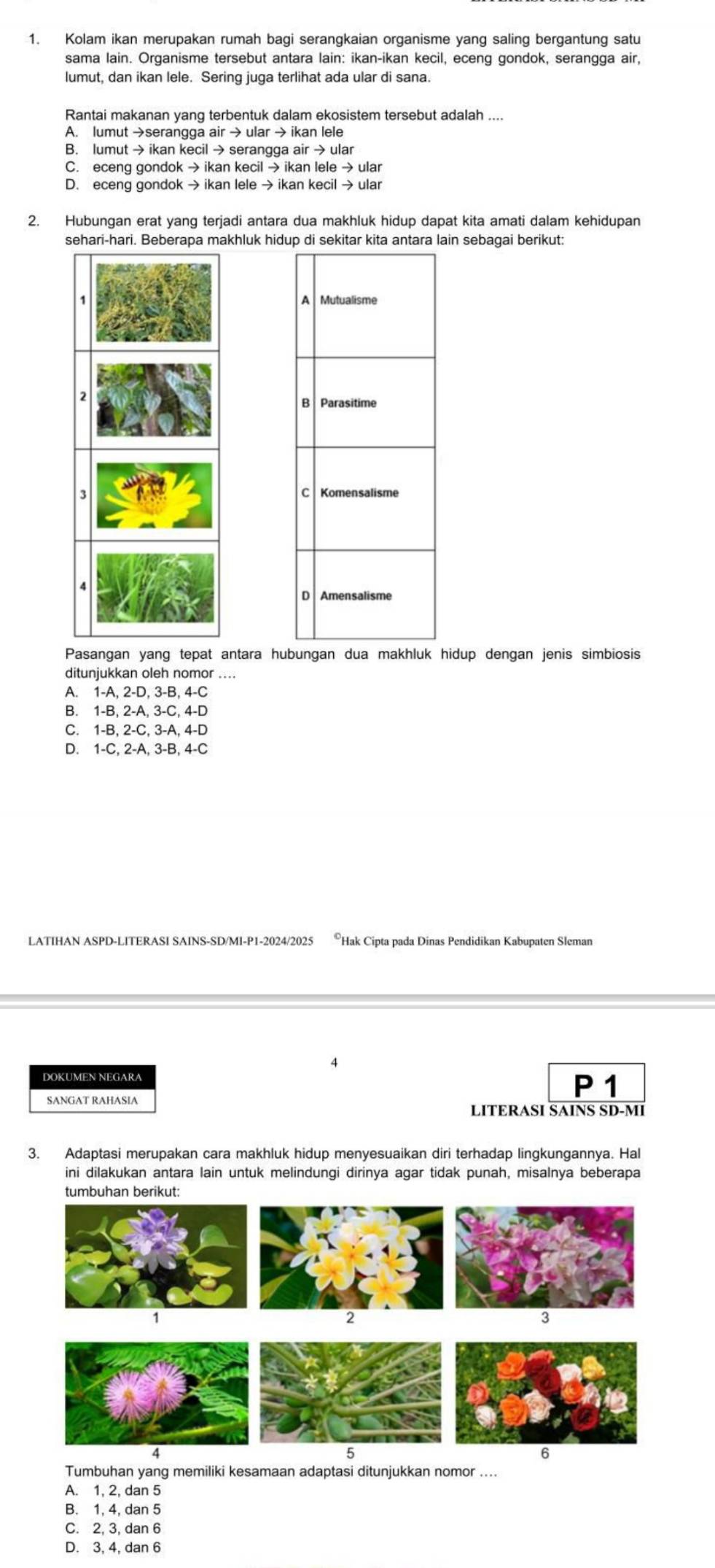 Kolam ikan merupakan rumah bagi serangkaian organisme yang saling bergantung satu
sama lain. Organisme tersebut antara lain: ikan-ikan kecil, eceng gondok, serangga air,
lumut, dan ikan lele. Sering juga terlihat ada ular di sana.
Rantai makanan yang terbentuk dalam ekosistem tersebut adalah ....
A. lumut →serangga air → ular → ikan lele
B. lumut → ikan kecil → serangga air → ular
C. eceng gondok → ikan kecil → ikan lele → ular
D. eceng gondok → ikan lele → ikan kecil → ular
2. Hubungan erat yang terjadi antara dua makhluk hidup dapat kita amati dalam kehidupan
sehari-hari. Beberapa makhluk hidup di sekitar kita antara lain sebagai berikut:
1 
3
4
Pasangan yang tepat antara hubungan dua makhluk hidup dengan jenis simbiosis
ditunjukkan oleh nomor ....
A. 1-A, 2-D, 3-B, 4-C
B. 1-B, 2-A, 3-C, 4-D
C. 1-B, 2-C, 3-A, 4-D
D. 1-C, 2-A, 3-B, 4-C
LATIHAN ASPD-LITERASI SAINS-SD/MI-P1-2024/2025 ®Hak Cipta pada Dinas Pendidikan Kabupaten Sleman
DOKUMEN NEGARA
SANGAT RAHASIA
P 1
LITERASI SAINS SD-MI
3. Adaptasi merupakan cara makhluk hidup menyesuaikan diri terhadap lingkungannya. Hal
ini dilakukan antara lain untuk melindungi dirinya agar tidak punah, misalnya beberapa
tumbuhan berikut:
5
6
Tumbuhan yang memiliki kesamaan adaptasi ditunjukkan nomor ....
A. 1, 2, dan 5
B. 1, 4, dan 5
C. 2, 3, dan 6
D. 3, 4, dan 6