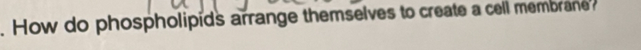 How do phospholipids arrange themselves to create a cell membrane