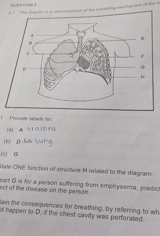 The diagram is a representation of the breathing mechanism of the h
1 Provide labels for: 
(a) A
(b) D
(c) G
State ONE function of structure H related to the diagram. 
part G is for a person suffering from emphysema, predict 
ect of the disease on the person. 
lain the consequences for breathing, by referring to wh 
d happen to D, if the chest cavity was perforated.