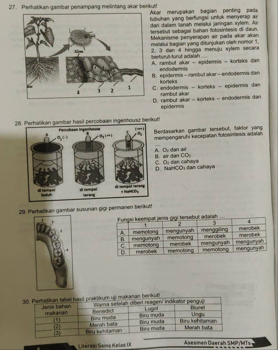 Perhatikan gambar penampang melintang akar berikut!
Akar merupakan bagian penting pada
tubuhan yang berfungsi untuk menyerap air
dari dalam tanah melalui jaringan xylem. Air
tersebut sebagai bahan fotosintesis di daun.
Mekanisme penyerapan air pada akar akan
melalui bagian yang ditunjukan oleh nomor 1,
2, 3 dan 4 hingga menuju xylem secara
berturut-turut adalah ....
A. rambut akar - epidermis - korteks dan
endodermis
B. epidermis - rambut akar - endodermis dan
korteks
C. endodermis - korteks - epidermis dan
rambut akar
D. rambut akar - korteks - endodermis dan
epidermis
28. Perhatikan gambar hasil percobaan ingenhousz berikut!
Berdasarkan gambar tersebut, faktor yang
mempengaruhi kecepatan fotosintesis adalah
…
A. O_2 dan air
B. air dan CO_2
C. O_2 dan cahaya
D. Na -ICO_3 dan cahaya
29. Perhatikan gambar susunan gigi permanen berikut!
Fungsi keempat jenis gigi tersebut adalah ....
1 2 3 4
A. memotong mengunyah menggiling merobek
B. mengunyah memotong merobek merobek
C. memotong merobek mengunyah mengunyah
D. merobek memotong memotong mengunyah
30. Perhatikan tabel hasil praktikum uji makanan berikut!
Jenis bahan Warna setelah diberi reagen/ indikator penguji
makanan Benedict Lugol
Biuret
(1) Biru muda Biru muda Ungu
(2) Merah bata Biru muda Biru kehitaman
(3) Biru kehitaman Biru muda Merah bata
Literasi Sains Kelas IX Asesmen Daerah SMP/MTs