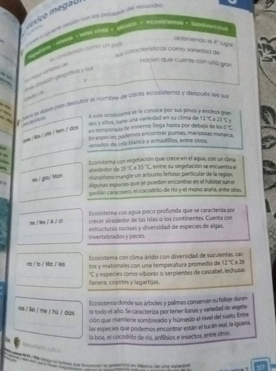 méxico megão
ceiente ceción con las palatyas del recuadra
ge ， televes · setes vivos - México · ecosisteras · biodivertidad
obteniendo el 4° lugar
es considerado cómo un país
sus características como variedad de
hacen que cuente con una gran
demes ubbación geográfica y sus
y
lera las silebas para descubrir el nombre de cada ecosistema y después lee sus
és
   
A este ecosistema se le conoce por sus pinos y encinos gran-
des y altos, tiene una variedad en su clima de 12°C a 23°C
raci áicas
en temporada de invierno llega hasta por debajo de los 0°C
ques / Bos / pia / tem / dos
En especies podemos encontrar pumas, mariposas monarca,
venados de cola blanca y armadillos, entre otros.
 
Ecosistema con vegetación que crece en el agua, con un clima
alrededor de 25°C a 35°C, , entre su vegetación se encuentra el
a res / gla/ Man rhizophora mangle un arbusto leñoso partícular de la región.
Algunas especies que se pueden encontrar en el hábitat son el
gavilán caracolero, el cocodrilo de río y el mono araña, entre otras.
Ecosistema con agua poco profunda que se caracteriza por
rre / les / A / ci crecer alrededor de las islas o los continentes. Cuenta con
estructuras rocosas y diversidad de especies de algas,
invertebrados y peces.
Ecosistema con clima árido con diversidad de suculentas, cac-
rra / to / Ma / les tos y matorrales con una temperatura promedio de 12°C a 26
℃ y especies como víboras o serpientes de cascabel, lechuzas
llanera, coyotes y lagartijas.
Ecosistema donde sus árboles y palmas conservan su follaje duran-
vas / Sel / me / hú / das te todo el año. Se caracteriza por tener lianas y variedad de vegeta-
ción que mantiene sombreado y húmedo el nivel del suelo. Entre
las especies que podemos encontrar están el tucán real, la iguana,
la boa, el cocodrilo de río, anfibios e insectos, entre otros.
Pensamiento prífico
ltera 9-92 /194 naega los lactores que favorecen la presencia en Méxica de una varledad
sts seres weas, oue io hapen megadiversn"