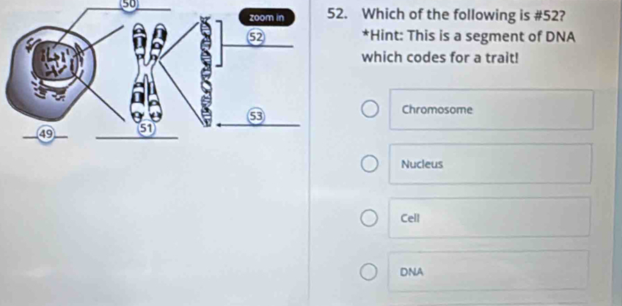 50
. Which of the following is #52?
*Hint: This is a segment of DNA
which codes for a trait!
Chromosome
Nucleus
Cell
DNA