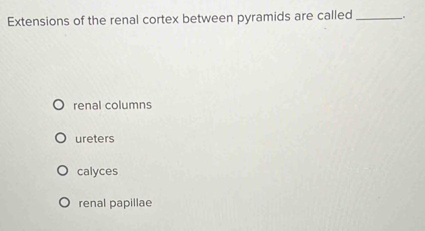 Extensions of the renal cortex between pyramids are called _.
renal columns
ureters
calyces
renal papillae