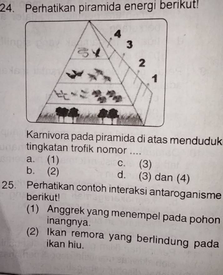 Perhatikan piramida energi berikut!
Karnivora pada piramida di atas menduduk
tingkatan trofik nomor ....
a. (1) c. (3)
b. (2) d. (3) dan (4)
25. Perhatikan contoh interaksi antaroganisme
berikut!
(1) Anggrek yang menempel pada pohon
inangnya.
(2) Ikan remora yang berlindung pada
ikan hiu.