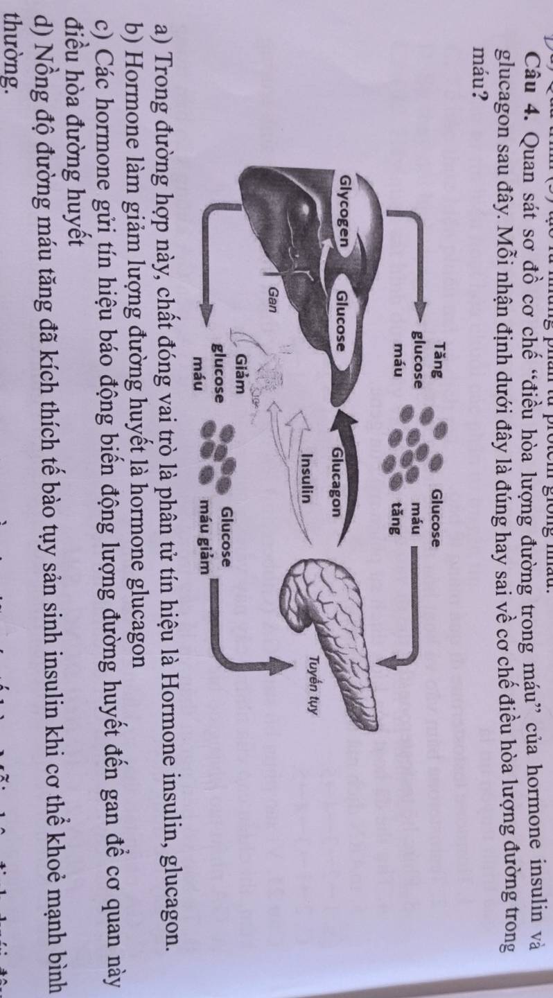 Quan sát sơ đồ cơ chế “điều hòa lượng đường trong máu” của hormone insulin và
glucagon sau đây. Mỗi nhận định dưới đây là đúng hay sai về cơ chế điều hòa lượng đường trong
máu?
a) Trong đường hợp này, chất đóng vai trò là phân tử tín hiệu là Hormone insulin, glucagon.
b) Hormone làm giảm lượng đường huyết là hormone glucagon
c) Các hormone gửi tín hiệu báo động biến động lượng đường huyết đến gan để cơ quan này
điều hòa đường huyết
d) Nồng độ đường máu tăng đã kích thích tế bào tụy sản sinh insulin khi cơ thể khoẻ mạnh bình
thường.