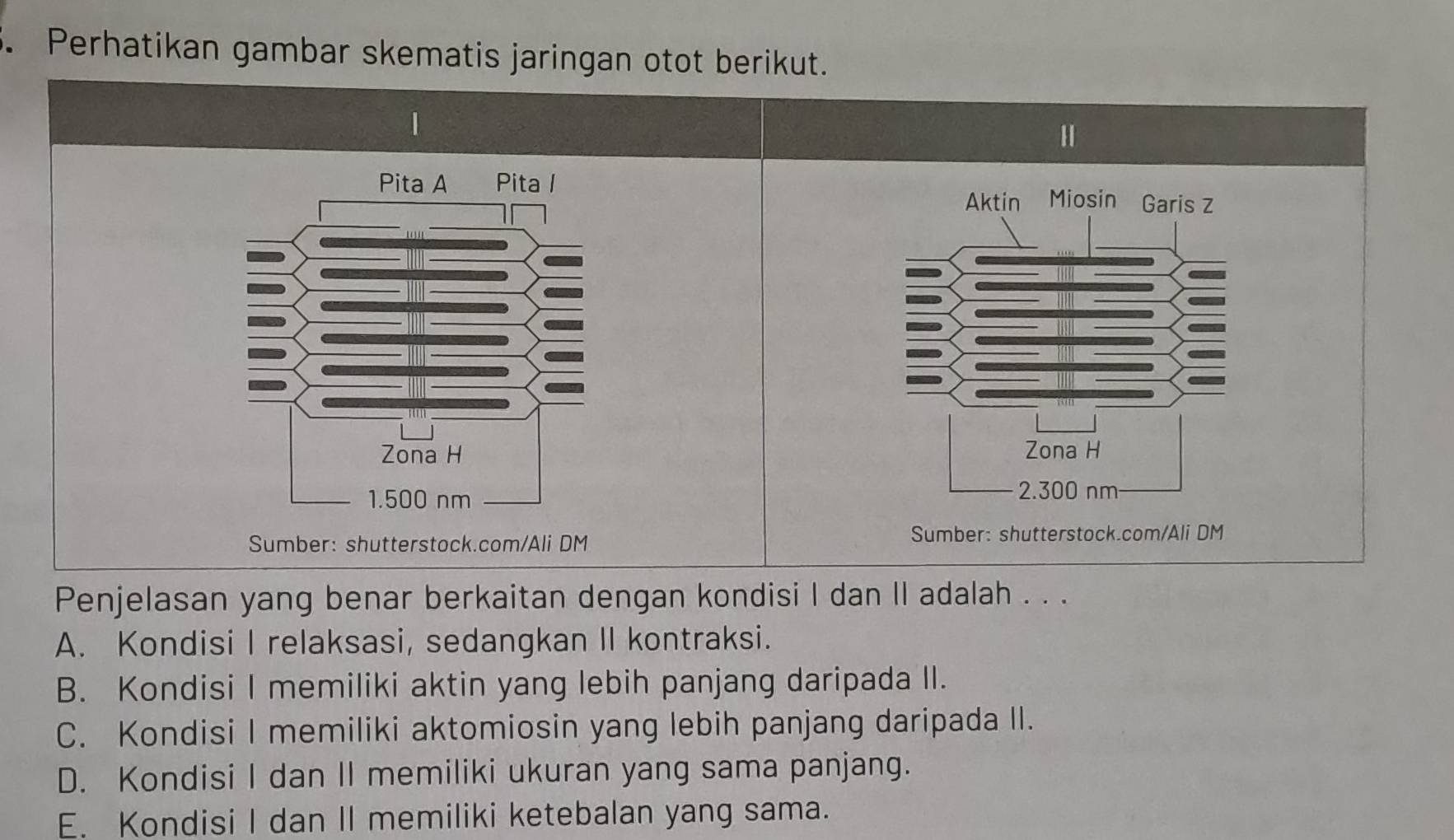 Perhatikan gambar skematis jaringan otot berikut.
1
H


Sumber: shutterstock.com/Ali DM Sumber: shutterstock.com/Ali DM
Penjelasan yang benar berkaitan dengan kondisi I dan II adalah . . .
A. Kondisi I relaksasi, sedangkan II kontraksi.
B. Kondisi I memiliki aktin yang lebih panjang daripada II.
C. Kondisi I memiliki aktomiosin yang lebih panjang daripada II.
D. Kondisi I dan II memiliki ukuran yang sama panjang.
E. Kondisi I dan II memiliki ketebalan yang sama.