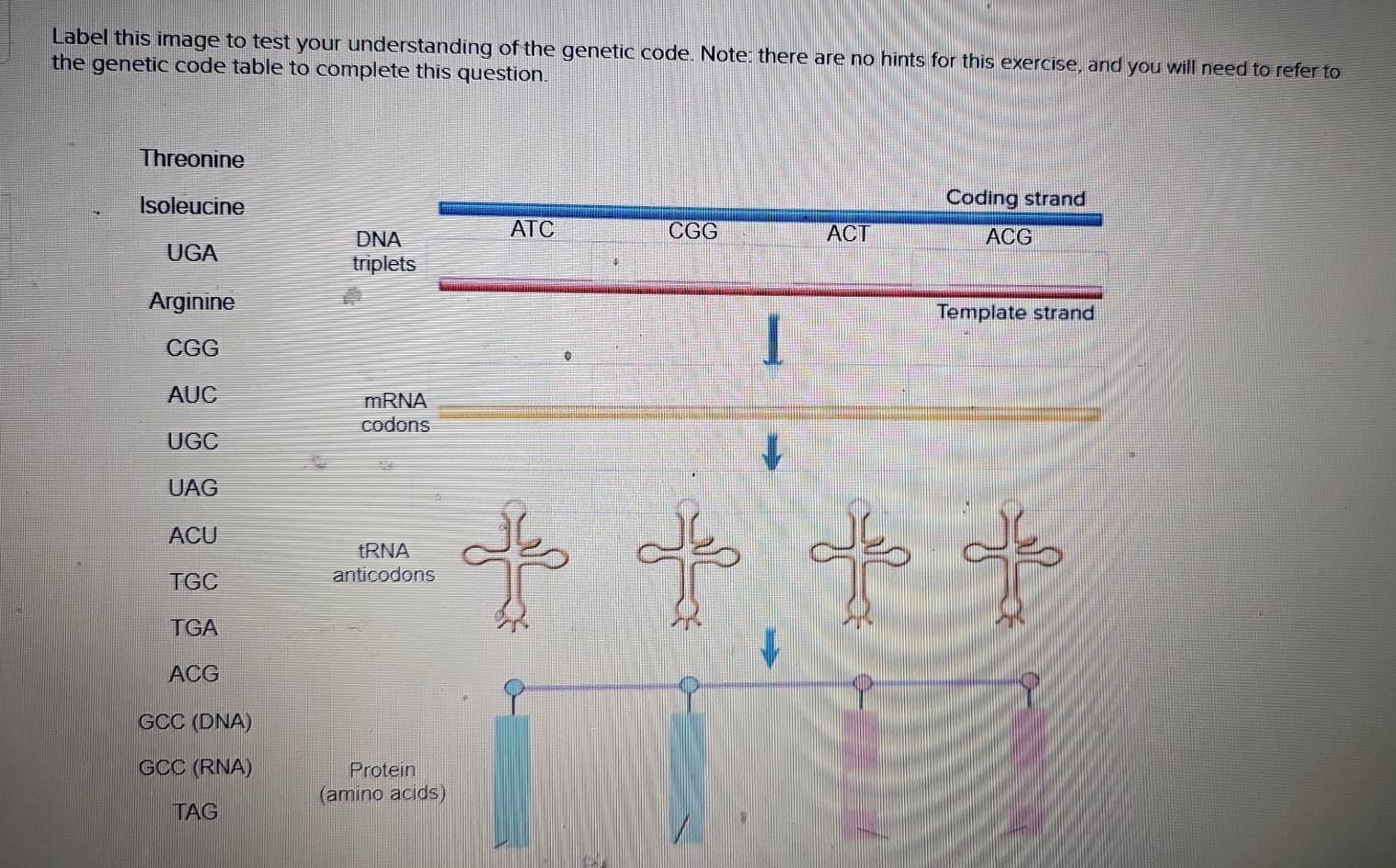 Solved: Label this image to test your understanding of the genetic code ...