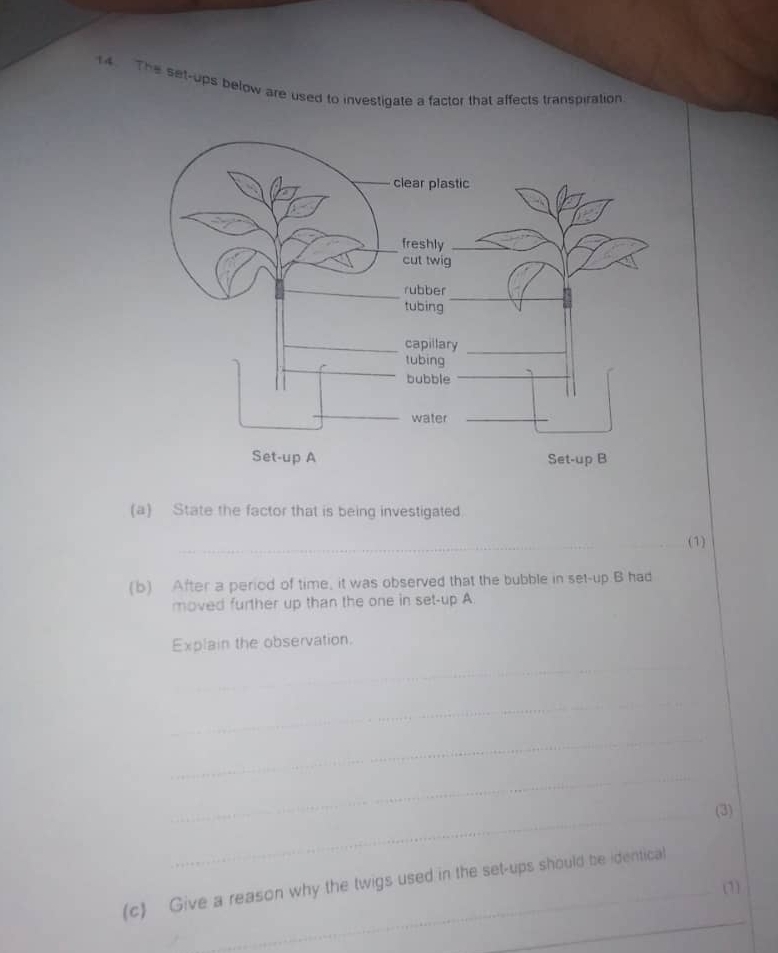 The set-ups below are used to investigate a factor that affects transpiration 
(a) State the factor that is being investigated 
_ 
_(1) 
(b) After a period of time, it was observed that the bubble in set-up B had 
moved further up than the one in set-up A 
Explain the observation. 
_ 
_ 
_ 
_ 
_(3) 
_ 
(c) Give a reason why the twigs used in the set-ups should be identical 
(1)