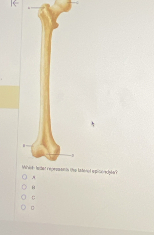 C
W lateral epicondyle?
B
C
D