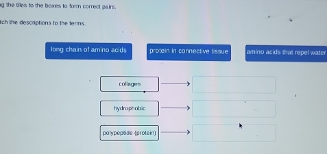 the tiles to the boxes to form correct pairs. 
tch the descriptions to the terms. 
long chain of amino acids protein in connective tissue amino acids that repel water 
collagen 
hydrophobic 
polypeptide (protein)