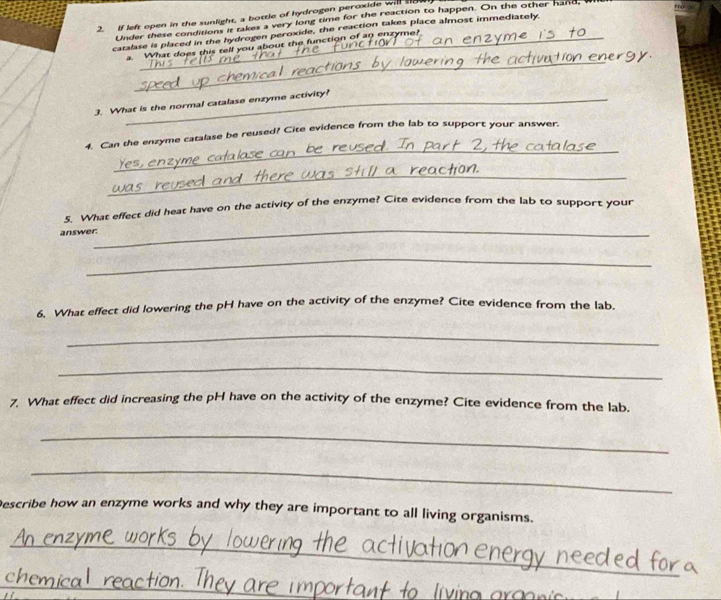 If left open in the sunlight, a bottle of hydrogen peroxide will slo 
Under these conditions it takes a very long time for the reaction to happen. On the other hand, 
catalase is placed in the hydrogen peroxide, the reaction takes place almost immediately. 
_ 
a. What does this tell you about the function of an enzyme? 
3. What is the normal catalase enzyme activity? 
_ 
4. Can the enzyme catalase be reused? Cite evidence from the lab to support your answer. 
_ 
_ 
5. What effect did heat have on the activity of the enzyme? Cite evidence from the lab to support your 
answer. 
_ 
6. What effect did lowering the pH have on the activity of the enzyme? Cite evidence from the lab. 
_ 
_ 
7. What effect did increasing the pH have on the activity of the enzyme? Cite evidence from the lab. 
_ 
_ 
Describe how an enzyme works and why they are important to all living organisms. 
_ 
_ 
v in a a a