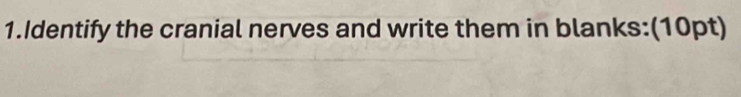 Identify the cranial nerves and write them in blanks:(10pt)