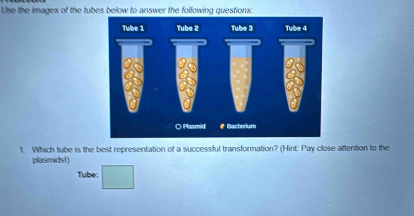 Use the images of the tubes below to answer the following questions: 
1. Which tube is the best representation of a successful transformation? (Hint: Pay close attention to the 
plasmids!) 
Tube: