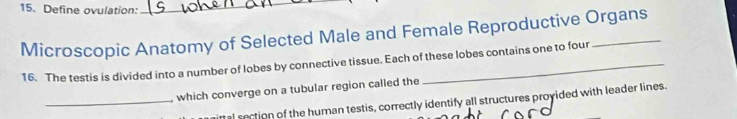 Define ovulation:_ 
Microscopic Anatomy of Selected Male and Female Reproductive Organs 
16. The testis is divided into a number of lobes by connective tissue. Each of these lobes contains one to four 
, which converge on a tubular region called the 
_ittal section of the human testis, correctly identify all structures proyided with leader lines.