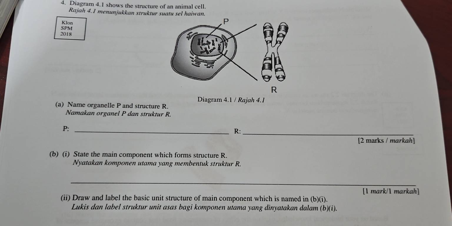 Diagram 4.1 shows the structure of an animal cell. 
Rajah 4.1 menunjukkan struktur suatu sel haiwan. 
Klon 
SPM 
2018 
Diagram 4.1 / Rajah 4.1 
(a) Name organelle P and structure R. 
Namakan organel P dan struktur R.
P :_
R :_ 
[2 marks / markah] 
(b) (i) State the main component which forms structure R. 
Nyatakan komponen utama yang membentuk struktur R. 
_ 
[1 mark/1 markah] 
(ii) Draw and label the basic unit structure of main component which is named in (b)(i). 
Lukis dan label struktur unit asas bagi komponen utama yang dinyatakan dalam (b)(i).