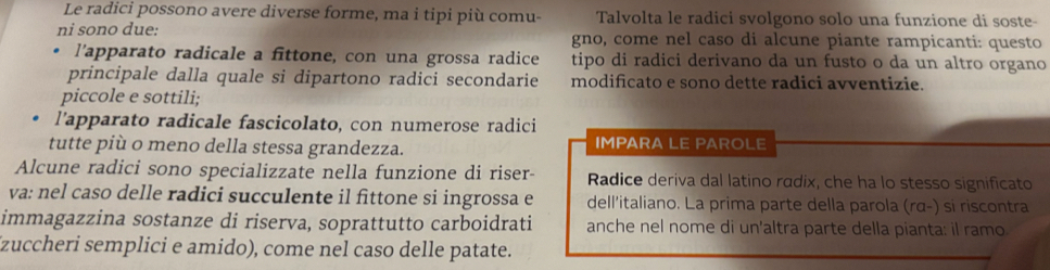 Le radici possono avere diverse forme, ma i tipi più comu- Talvolta le radici svolgono solo una funzione di soste- 
ni sono due: gno, come nel caso di alcune piante rampicanti: questo 
l'apparato radicale a fittone, con una grossa radice tipo di radici derivano da un fusto o da un altro organo 
principale dalla quale si dipartono radici secondarie modificato e sono dette radici avventizie. 
piccole e sottili; 
l'apparato radicale fascicolato, con numerose radici 
tutte più o meno della stessa grandezza. IMPARA LE PAROLE 
Alcune radici sono specializzate nella funzione di riser- Radice deriva dal latino radix, che ha lo stesso significato 
va: nel caso delle radici succulente il fittone si ingrossa e dell'italiano. La prima parte della parola (rα-) si riscontra 
immagazzina sostanze di riserva, soprattutto carboidrati anche nel nome di un'altra parte della pianta: il ramo. 
(zuccheri semplici e amido), come nel caso delle patate.