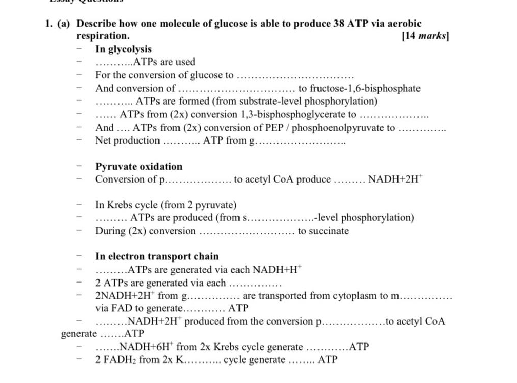 Describe how one molecule of glucose is able to produce 38 ATP via aerobic 
respiration. [14 marks] 
In glycolysis 
_ATPs are used 
For the conversion of glucose to_ 
And conversion of _to fructose- 1,6 -bisphosphate 
_ATPs are formed (from substrate-level phosphorylation) 
_ATPs from (2x) conversion 1,3 -bisphosphoglycerate to_ 
And … ATPs from (2x) conversion of PEP / phosphoenolpyruvate to_ 
Net production _ATP from g_ 
Pyruvate oxidation 
Conversion of p _ to acetyl CoA produce _ NADH+2H
In Krebs cycle (from 2 pyruvate) 
_ATPs are produced (from s_ -level phosphorylation) 
During (2x) conversion _to succinate 
In electron transport chain 
_ATPs are generated via each NADH+H
2 ATPs are generated via each_
2NADH+2H^+ from g_ . are transported from cytoplasm to m_ 
via FAD to generate._ ATP 
_NA DH+2H^+ produced from the conversion p_ to acetyl CoA 
generate _ATP 
_NAD H+6H^+ from 2x Krebs cycle generate _ATP
2FADH_2 from 2xK _cycle generate _ATP