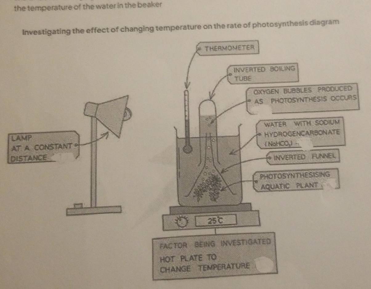 the temperature of the water in the beaker 
Investigating the effect of changing temperature on the rate of photosynthesis diagram 
THEAMOMETER 
INVERTED BOILING 
TUBE 
OXYGéN BUBBLES: PRODUCED 
AS PHOTOSYNTHESIS OCCURS 
WATER WITH SODIUM 
HYDROGENCARBONATE 
( NaHCO,) 
a 
INVERTED FUNNEL 
PHOTOSYNTHESISING 
AQUATIC PLANT
25°C
FACTOR BEING INVESTIGATED 
HOT PLATE TO 
CHANGE TEMPERATURE