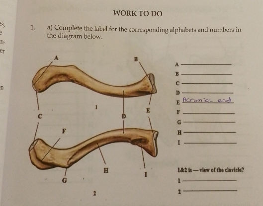 WORK TO DO 
S 1. a) Complete the label for the corresponding alphabets and numbers in 
1 the diagram below. 
η- 
er 
_A 
_B 
_C 
n 
_D 
_E 
F_ 
_G 
_H 
_I 
1&2 is — view of the clavicle? 
_1 
2 
2 
_