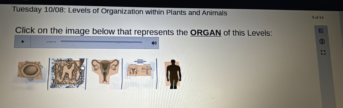 Tuesday 10/08: Levels of Organization within Plants and Animals
9 o 14 
Click on the image below that represents the ORGAN of this Levels: